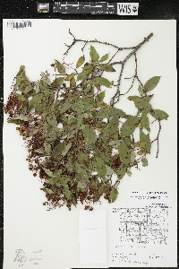 Cornus racemosa image