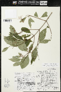 Cornus racemosa image