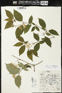 Cornus racemosa image