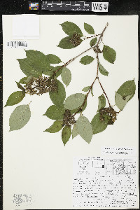 Cornus racemosa image