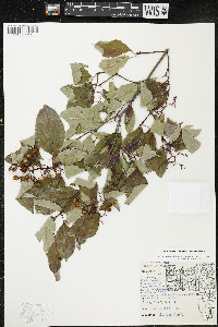 Cornus racemosa image