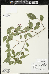 Cornus racemosa image