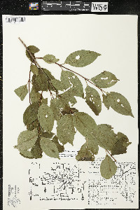 Cornus racemosa image