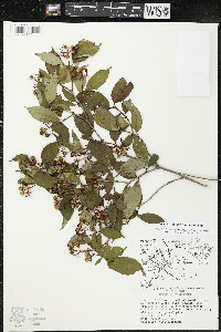 Cornus racemosa image