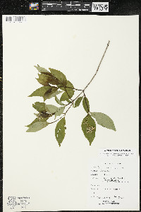 Cornus racemosa image