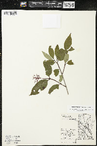 Cornus racemosa image