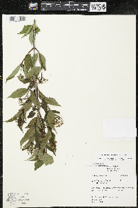 Cornus racemosa image