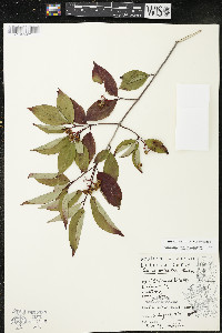 Cornus racemosa image