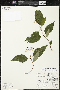 Cornus racemosa image