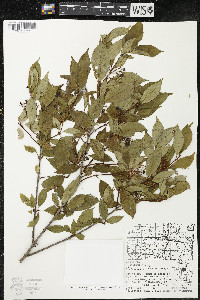 Cornus racemosa image