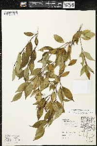 Cornus racemosa image