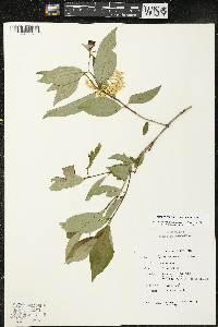 Cornus racemosa image