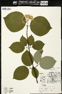Cornus rugosa image