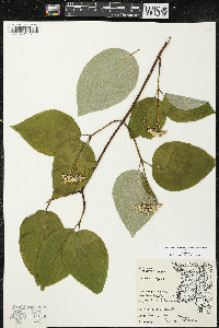 Cornus rugosa image