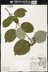 Cornus rugosa image