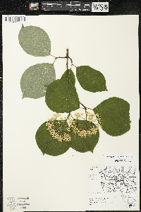 Cornus rugosa image