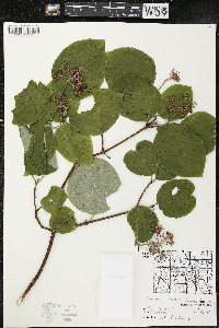 Cornus rugosa image