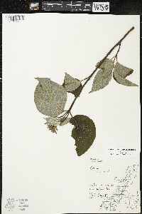 Cornus rugosa image