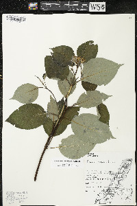 Cornus rugosa image