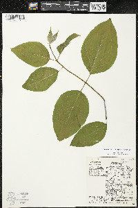 Cornus rugosa image