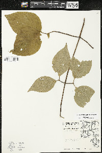 Cornus rugosa image