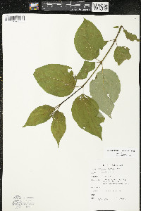 Cornus rugosa image