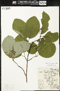 Cornus rugosa image
