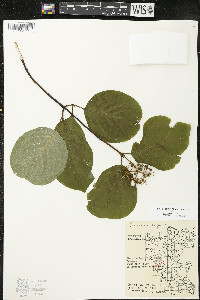 Cornus rugosa image