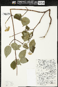 Cornus rugosa image