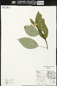 Cornus rugosa image