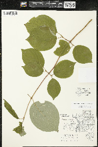 Cornus rugosa image