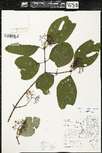 Cornus rugosa image