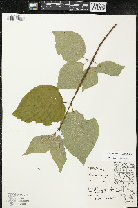 Cornus rugosa image