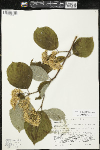 Cornus rugosa image