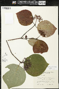 Cornus rugosa image