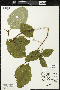 Cornus rugosa image