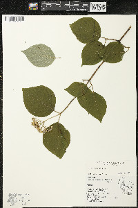 Cornus rugosa image