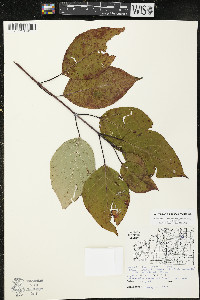 Cornus sericea subsp. sericea image