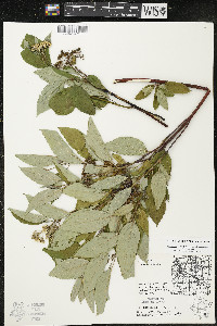 Cornus sericea subsp. sericea image