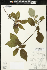 Cornus sericea subsp. sericea image