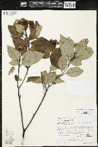 Cornus sericea subsp. sericea image