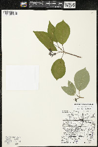 Cornus sericea subsp. sericea image