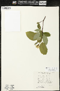 Cornus sericea subsp. sericea image