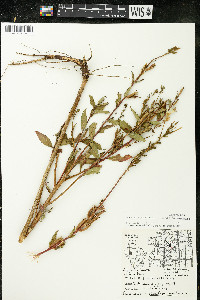 Oenothera parviflora image