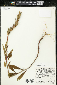 Oenothera parviflora image