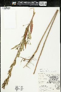 Oenothera parviflora image