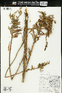 Oenothera parviflora image