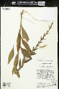 Oenothera parviflora image