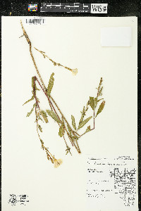 Oenothera parviflora image