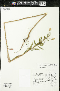 Oenothera parviflora image